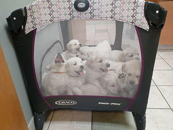 Golden Retriever puppies for sale