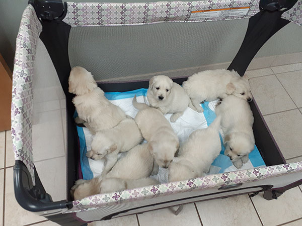 Golden Retriever puppies for sale