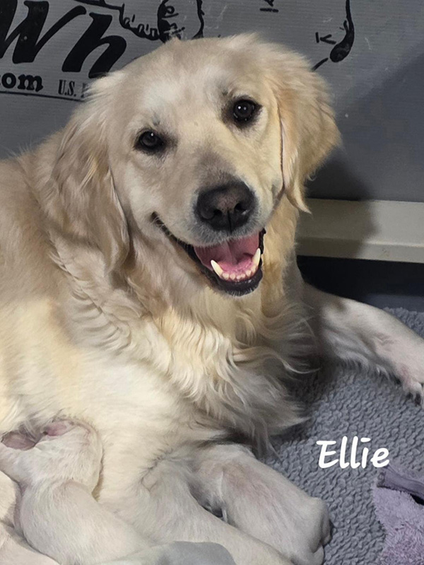 Ellie