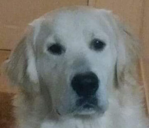 Stanley