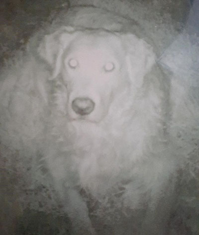 Cody