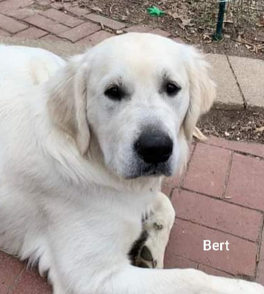 Bert