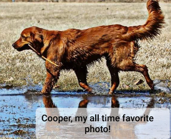 Cooper