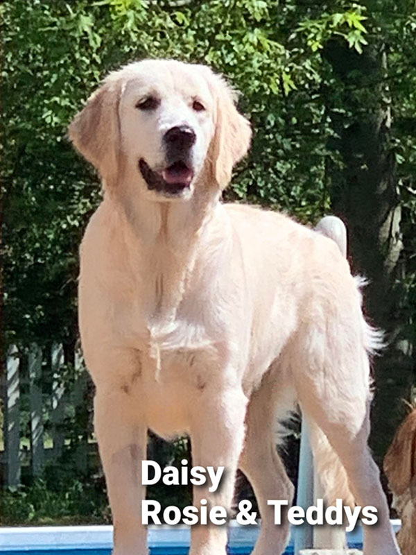 Daisy