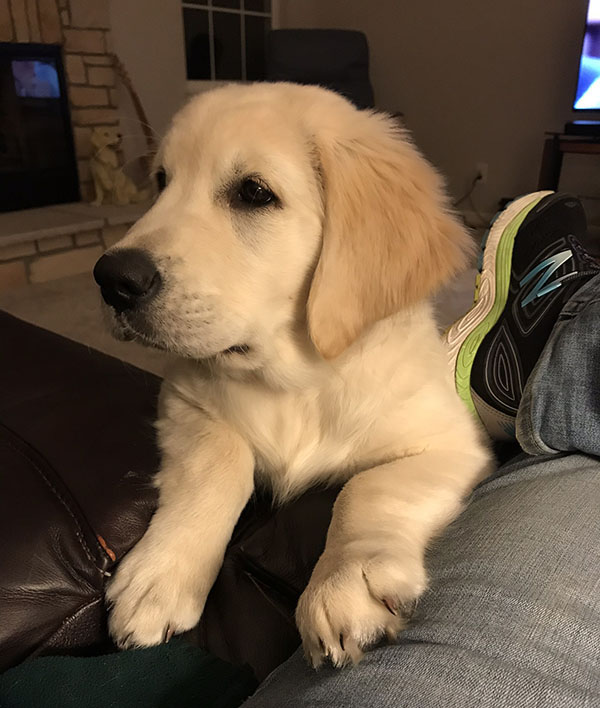Kali - pup